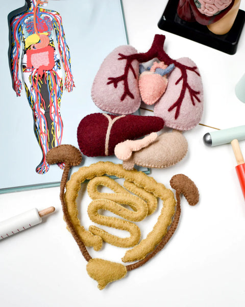Felt Anatomy Set (羊毛氈身體器官套裝)