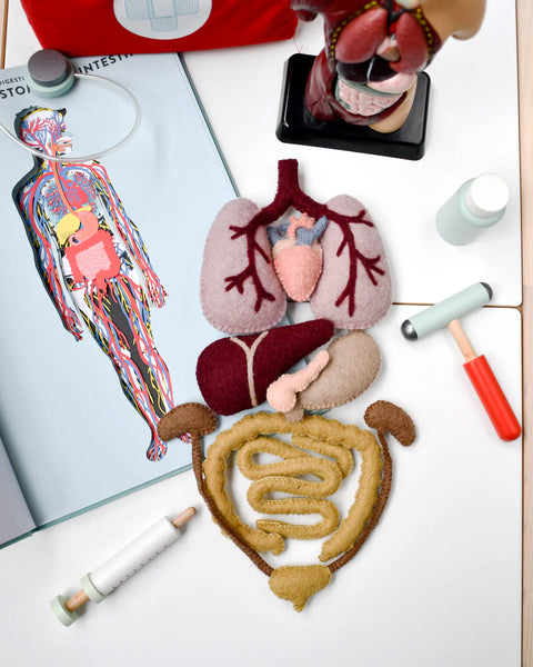 Felt Anatomy Set (羊毛氈身體器官套裝)