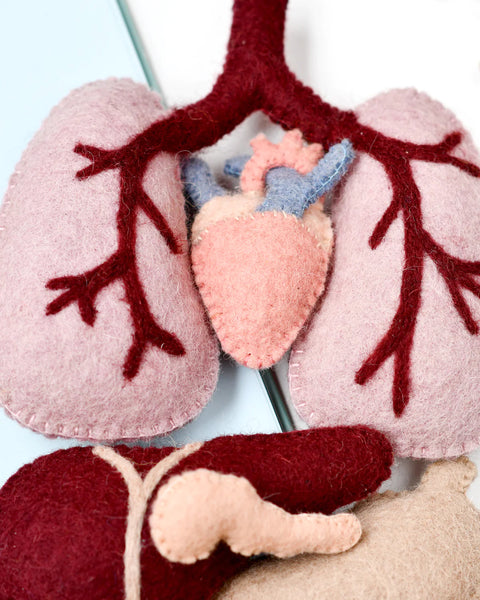 Felt Anatomy Set (羊毛氈身體器官套裝)