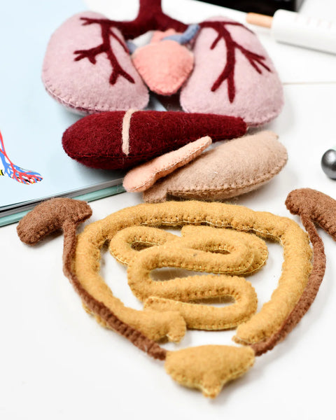 Felt Anatomy Set (羊毛氈身體器官套裝)