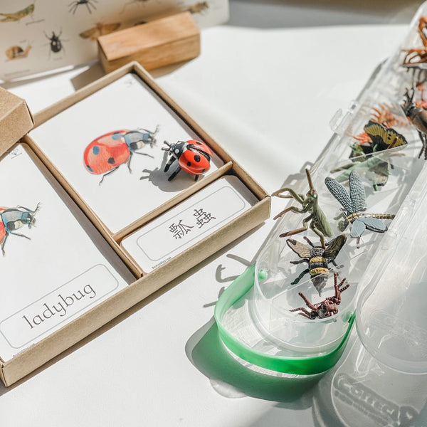 Meet Your Garden Friends 小蟲蟲研究員