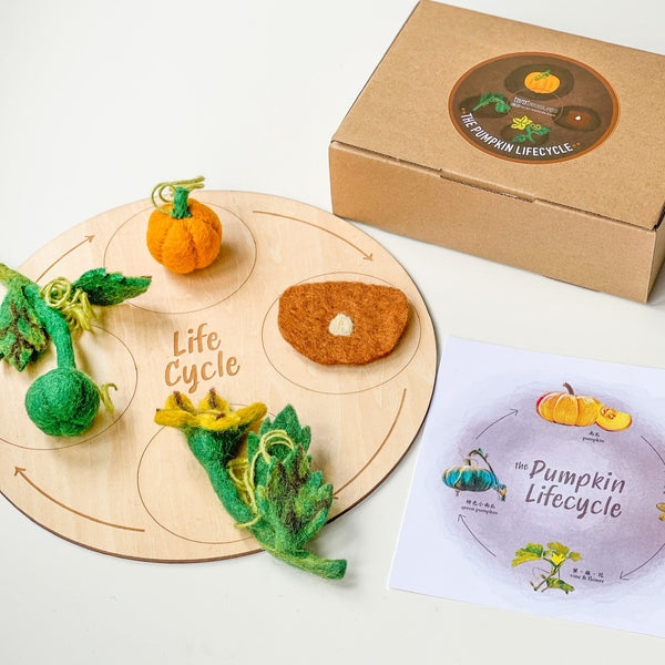 Felt Lifecycle of Pumpkin 南瓜生命週期教材
