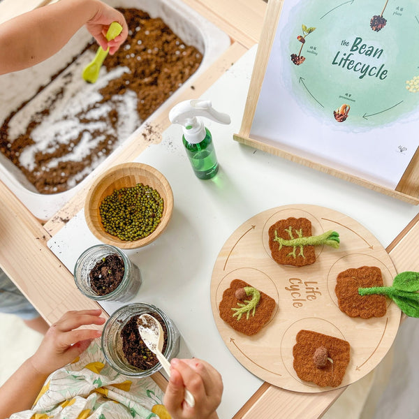 Felt Lifecycle of Bean Plant 植物生命週期教材