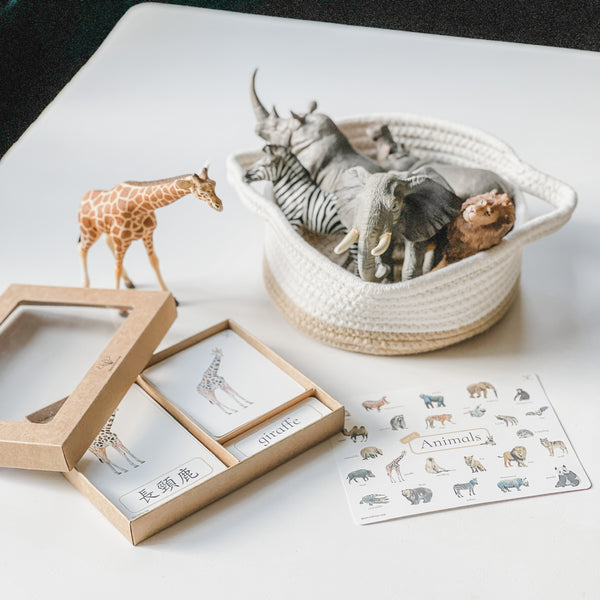 Little Wildlife Biologist 小小動物研究員