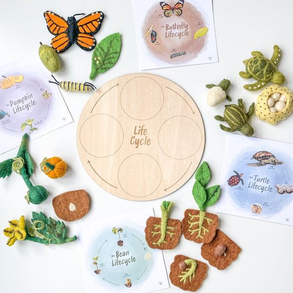 Wooden Lifecycle Learning Board 木製生命週期學習板
