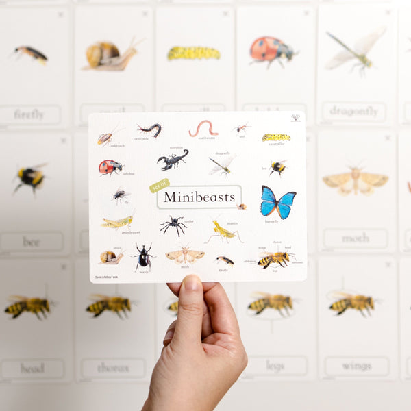 Three Part Cards (Set of Minibeasts) 蒙特梭利學習三段卡 (圖像卡+認字卡)小蟲子系列