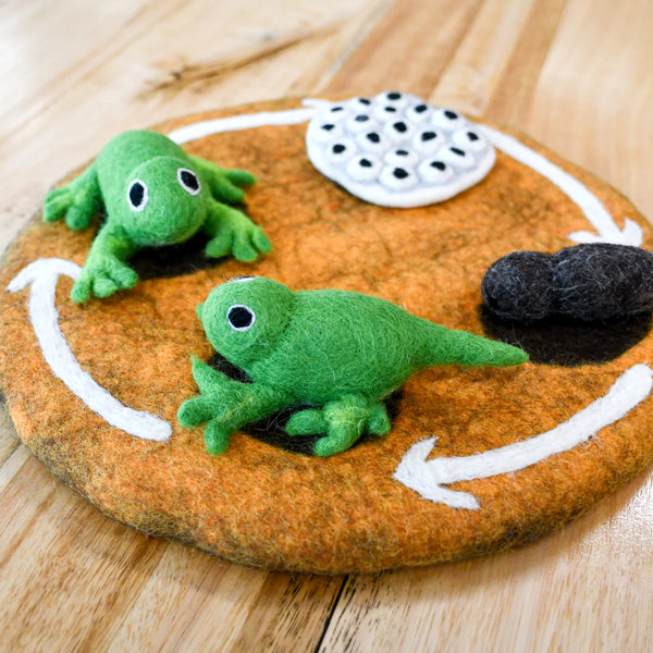 Felt Lifecycle of a Frog 蜻蛙生命週期教材