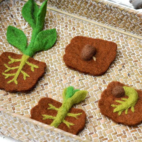 Felt Lifecycle of Bean Plant 植物生命週期教材