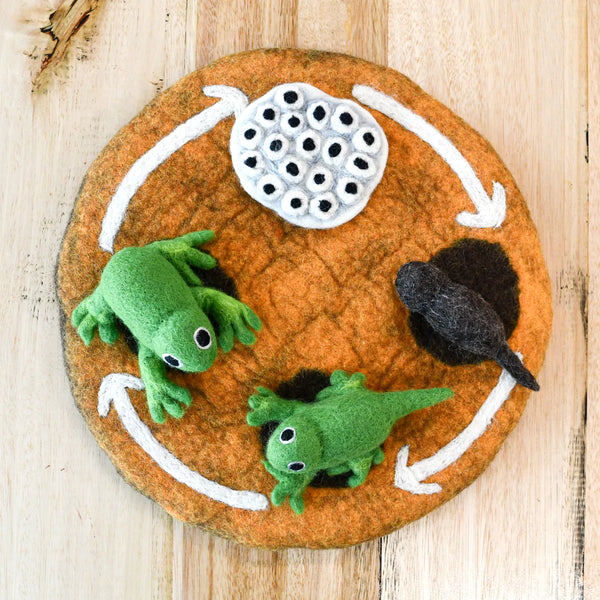 Felt Lifecycle of a Frog 蜻蛙生命週期教材