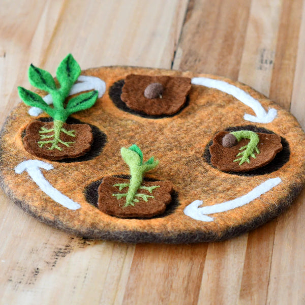 Felt Lifecycle of Bean Plant 植物生命週期教材