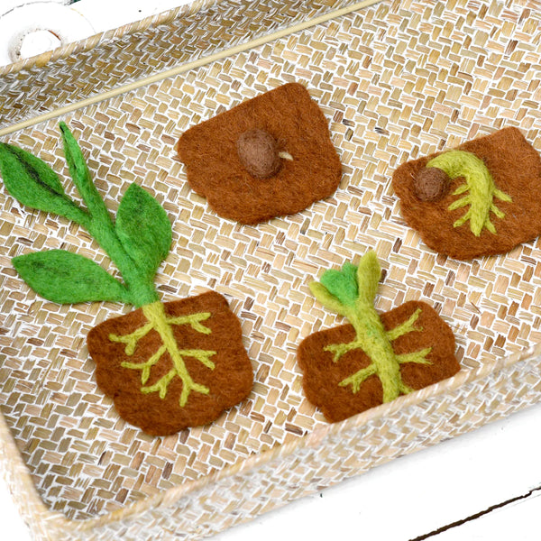 Felt Lifecycle of Bean Plant 植物生命週期教材