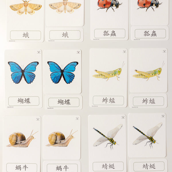 Three Part Cards (Set of Minibeasts) 蒙特梭利學習三段卡 （圖像卡+認字卡）小蟲子系列